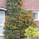 Pyracantha on house
