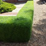 Hedge Cutting Buxus